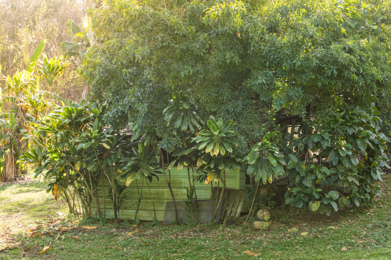 Tropical plants grow around a shack on one of the properties won at auction by Carlos Andrade.